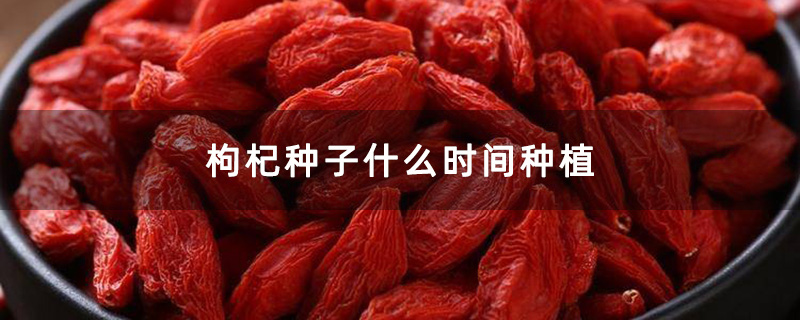 干枸杞 干枸杞