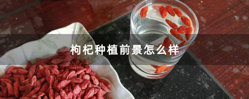 沖泡枸杞 沖泡枸杞