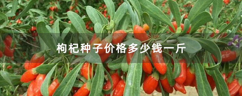 枸杞樹 枸杞樹
