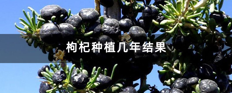 枸杞種植幾年結果 枸杞種植幾年結果