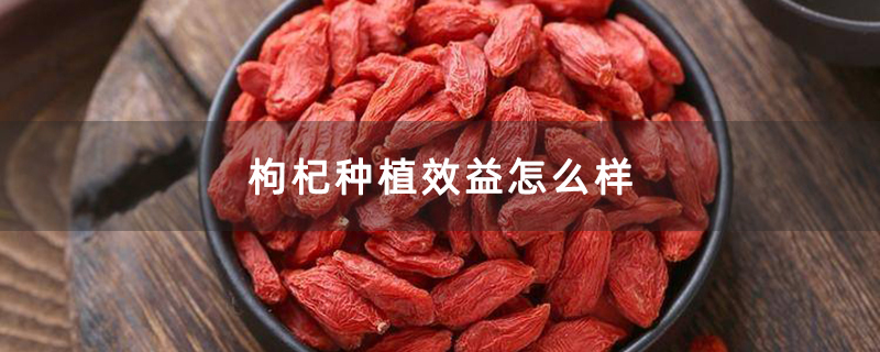 枸杞種植效益怎么樣 枸杞種植效益怎么樣