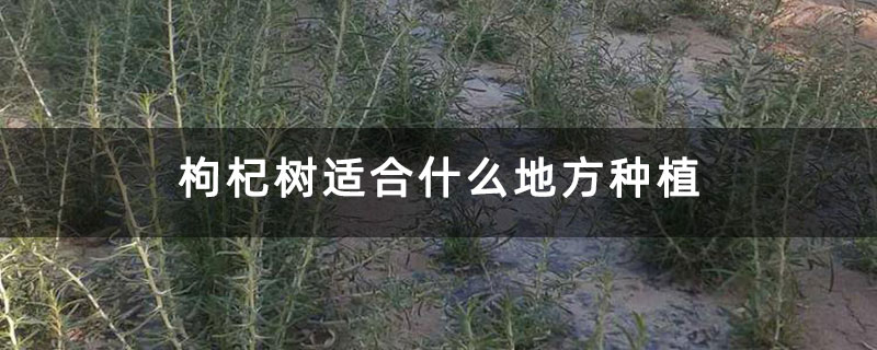 枸杞樹適合什么地方種植 枸杞樹適合什么地方種植