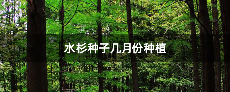 水杉種子幾月份種植 水杉種子幾月份種植