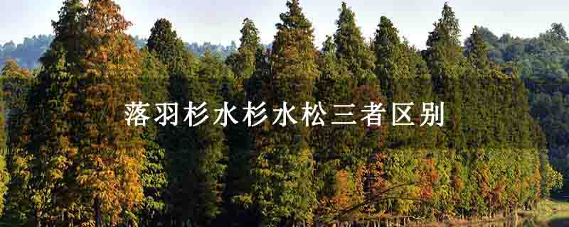 落羽杉水杉水松三者區別 落羽杉水杉水松三者區別