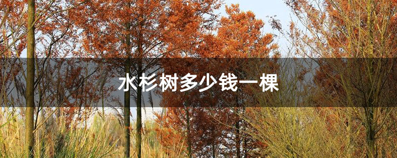 水杉樹多少錢一棵 水杉樹多少錢一棵