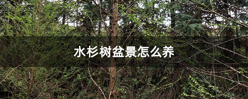 水杉樹盆景怎么養 水杉樹盆景怎么養