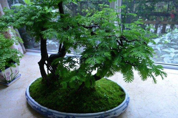 水杉盆景 水杉盆景