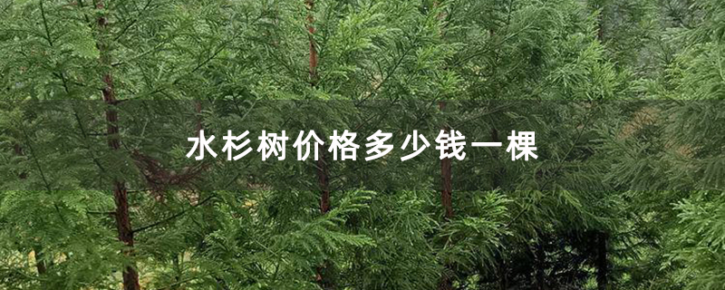 水杉樹價格多少錢一棵 水杉樹價格多少錢一棵
