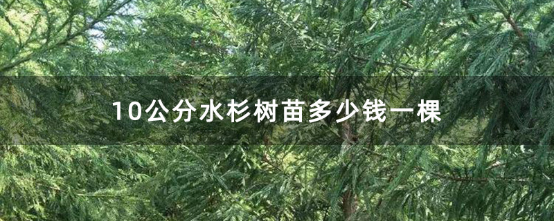 10公分水杉樹苗 10公分水杉樹苗