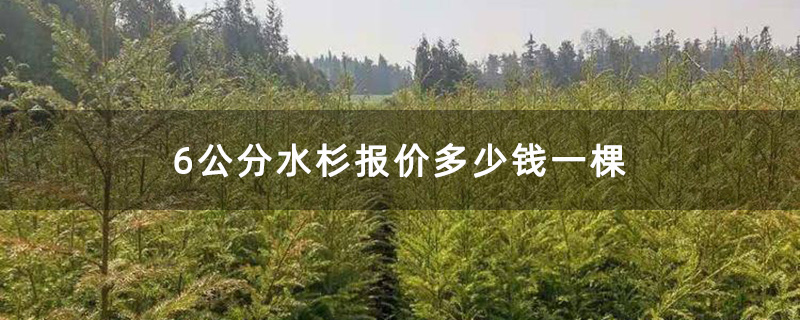 6公分水杉 6公分水杉