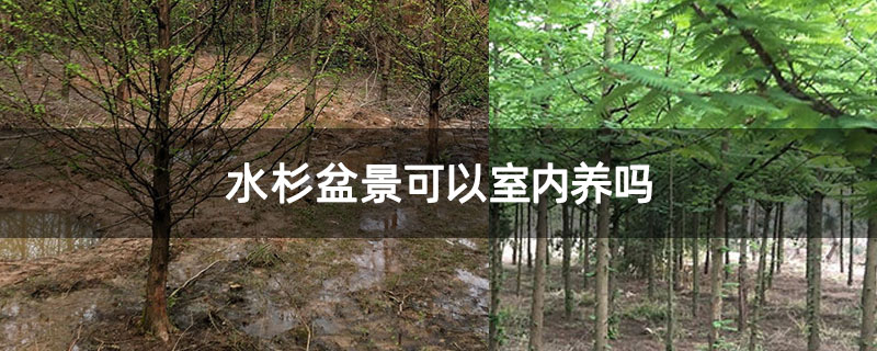 水杉盆景可以室內養嗎