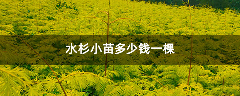 水杉小苗多少錢一棵 水杉小苗多少錢一棵