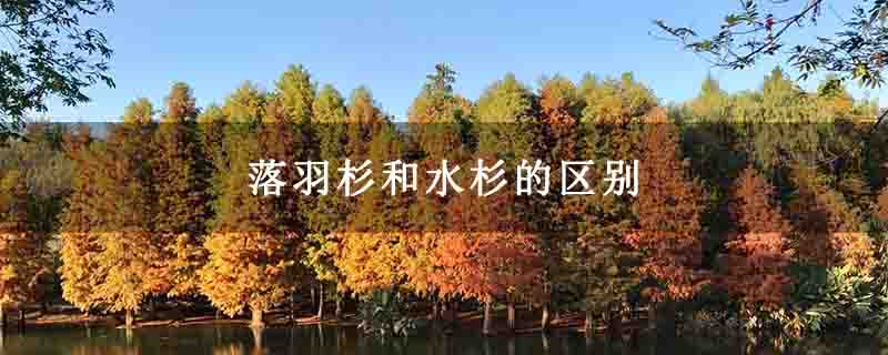 落羽杉和水杉的區別 落羽杉和水杉的區別