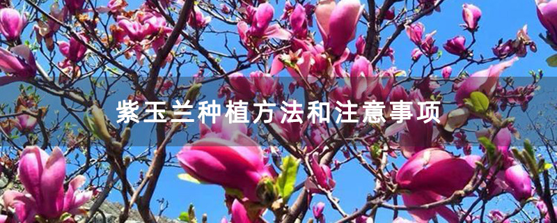 盛花期的紫玉蘭 盛花期的紫玉蘭
