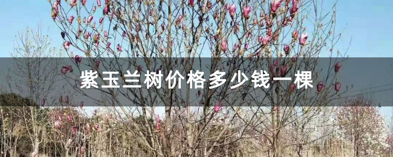 紫玉蘭樹價格多少錢一棵 紫玉蘭樹價格多少錢一棵