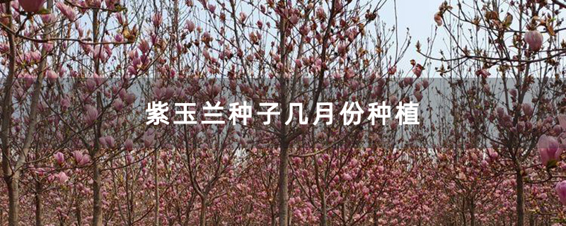 紫玉蘭苗木基地實拍圖 紫玉蘭苗木基地實拍圖