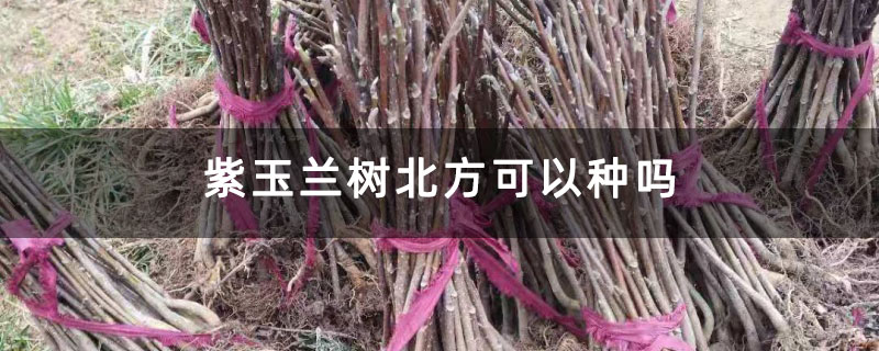 紫玉蘭樹北方可以種嗎 紫玉蘭樹北方可以種嗎