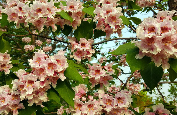 楸樹花 楸樹花