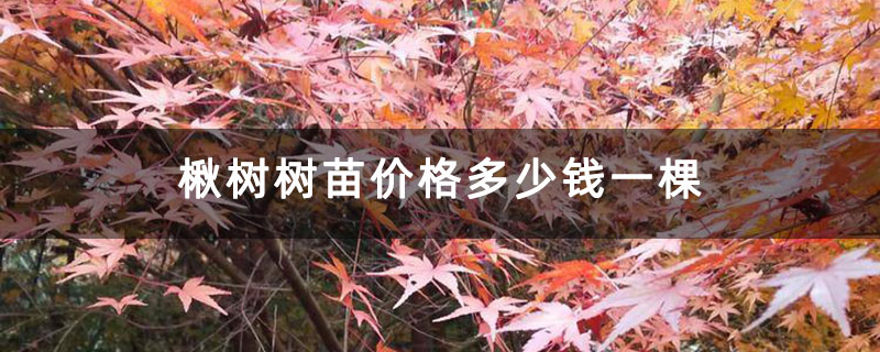 楸樹樹苗價格多少錢一棵 楸樹樹苗價格多少錢一棵