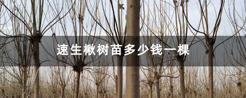 速生楸樹苗多少錢一棵 速生楸樹苗多少錢一棵