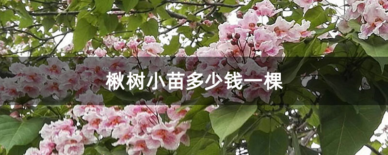 楸樹小苗多少錢一棵 楸樹小苗多少錢一棵