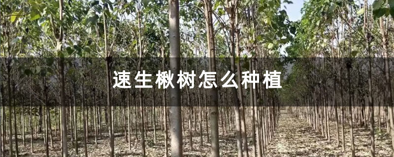 速生楸樹怎么種植 速生楸樹怎么種植