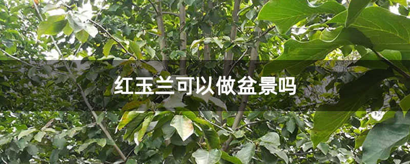 紅玉蘭可以做盆景嗎 紅玉蘭可以做盆景嗎