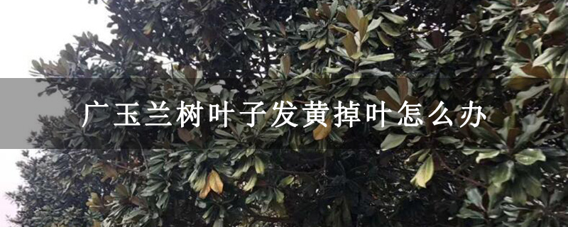 廣玉蘭樹葉子發黃掉葉怎么辦 廣玉蘭樹葉子發黃掉葉怎么辦