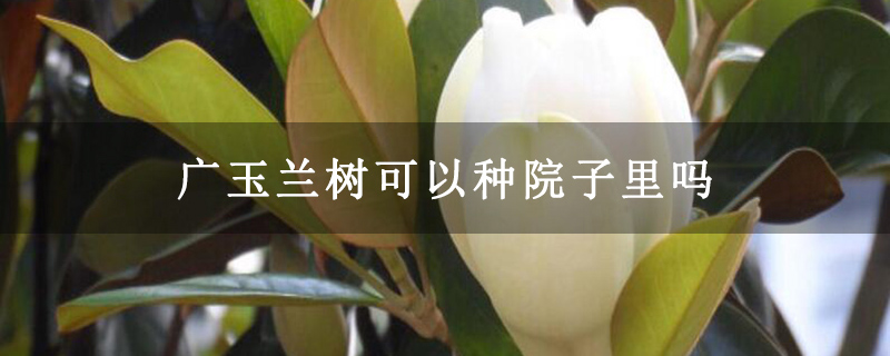 廣玉蘭樹可以種院子里嗎 廣玉蘭樹可以種院子里嗎