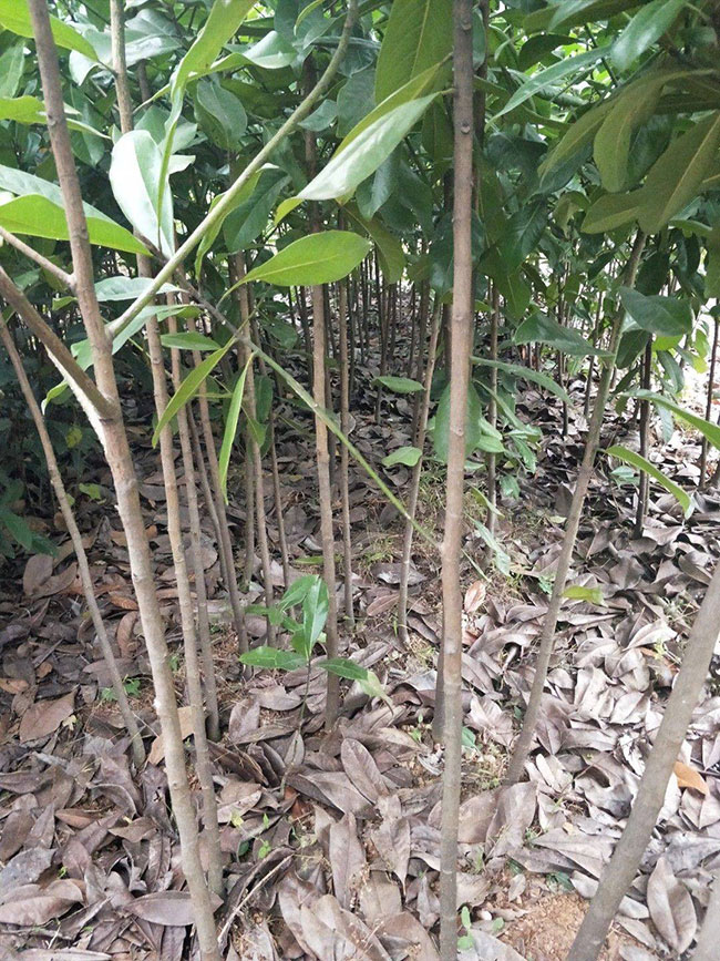 廣玉蘭樹價格多少錢一棵?廣玉蘭樹的種植技術 廣玉蘭樹價格多少錢一棵?廣玉蘭樹的種植技術