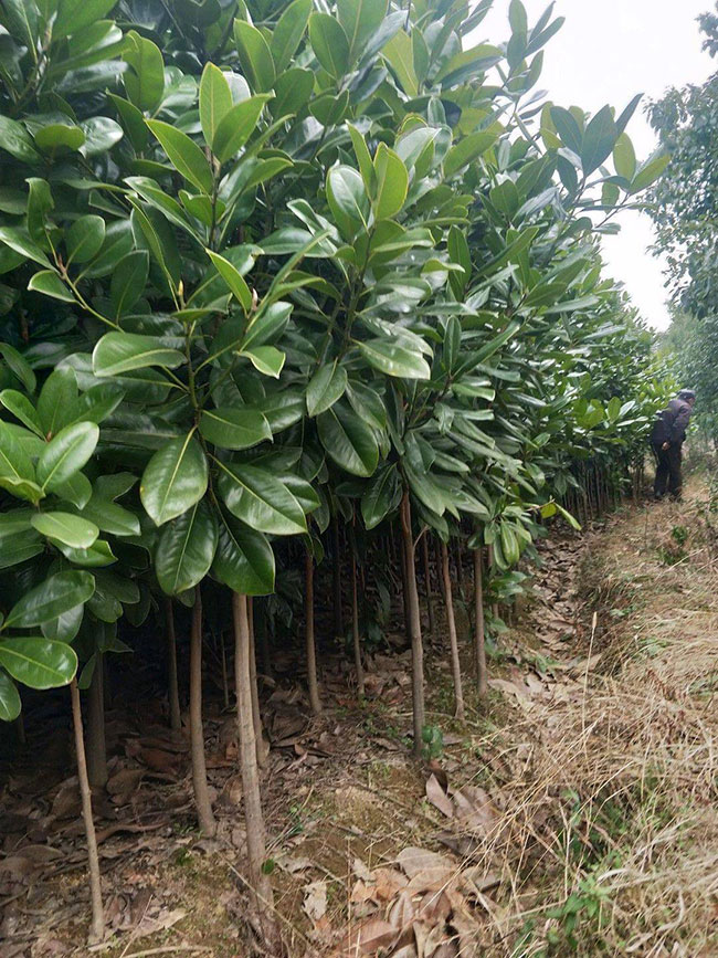 廣玉蘭樹價格多少錢一棵?廣玉蘭樹的種植技術 廣玉蘭樹價格多少錢一棵?廣玉蘭樹的種植技術