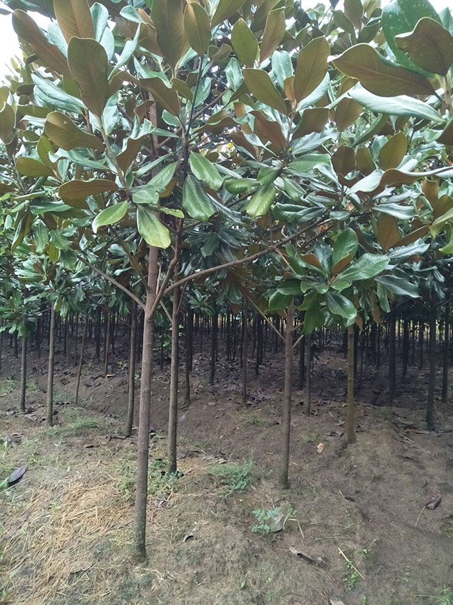 廣玉蘭樹價格多少錢一棵?廣玉蘭樹的種植技術 廣玉蘭樹價格多少錢一棵?廣玉蘭樹的種植技術