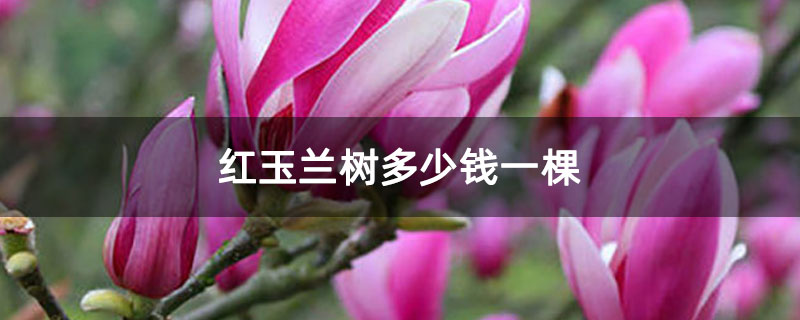 紅玉蘭樹多少錢一棵 紅玉蘭樹多少錢一棵
