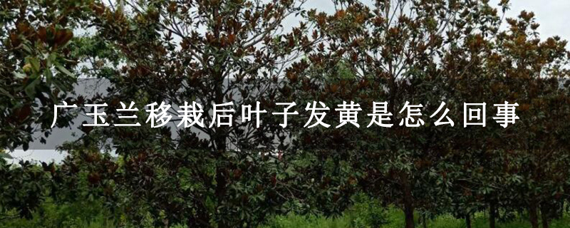 廣玉蘭移栽后葉子發黃是怎么回事 廣玉蘭移栽后葉子發黃是怎么回事