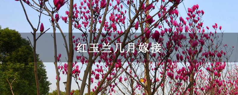 紅玉蘭樹 紅玉蘭樹
