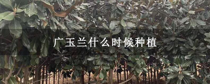 廣玉蘭什么時候種植 廣玉蘭什么時候種植