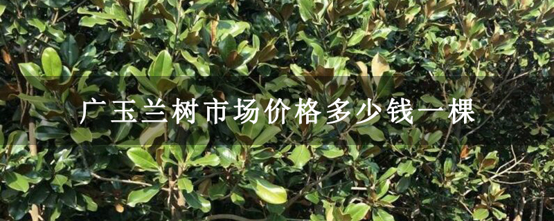 廣玉蘭樹市場價格多少錢一棵