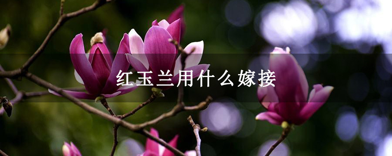 紅玉蘭用什么嫁接 紅玉蘭用什么嫁接