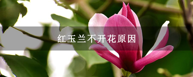 紅玉蘭不開花原因 紅玉蘭不開花原因