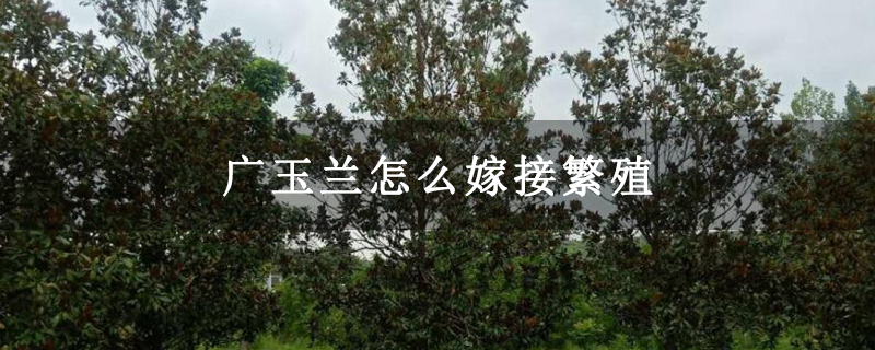 廣玉蘭怎么嫁接繁殖 廣玉蘭怎么嫁接繁殖