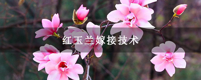 紅玉蘭嫁接技術 紅玉蘭嫁接技術