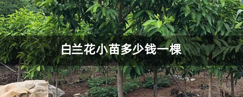 白蘭花小苗多少錢一棵 白蘭花小苗多少錢一棵
