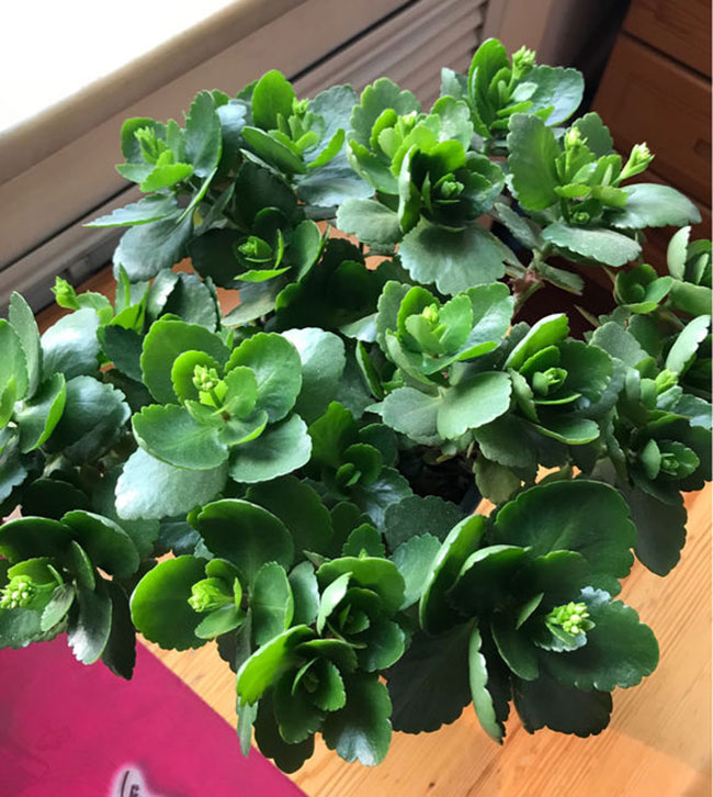 長壽花 長壽花