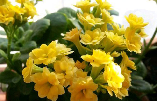 長壽花 長壽花