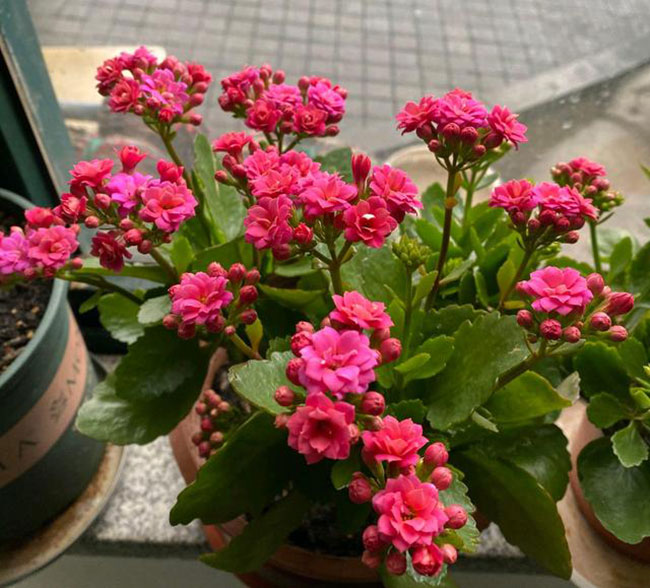 長壽花 長壽花