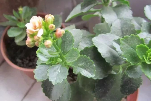 長壽花