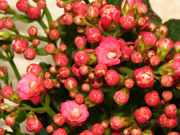 長壽花