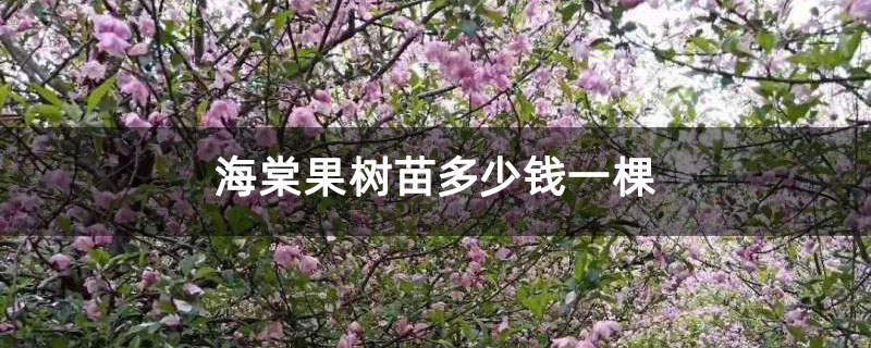 海棠果樹苗多少錢一棵