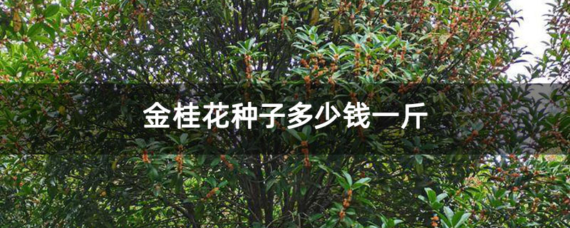 金桂花種子多少錢一斤 金桂花種子多少錢一斤