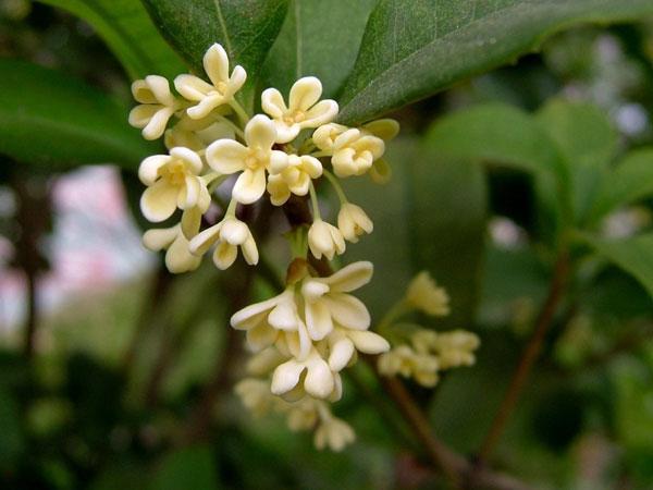 桂花樹2.jpg